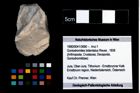 Foto (Objekt + Etikett) von Goniodromites bidentatus (Reuss, 1858)  (NHMW-GEO-1990-0041-3680)